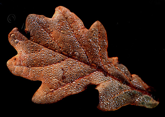 _MG_5685_1 oak leaf