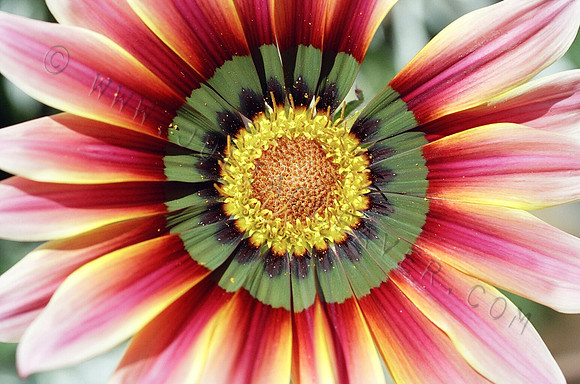 Mandala 5 l