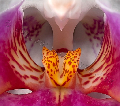 PINK ORCHID by Julia Cleaver