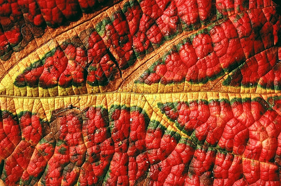 Reptile