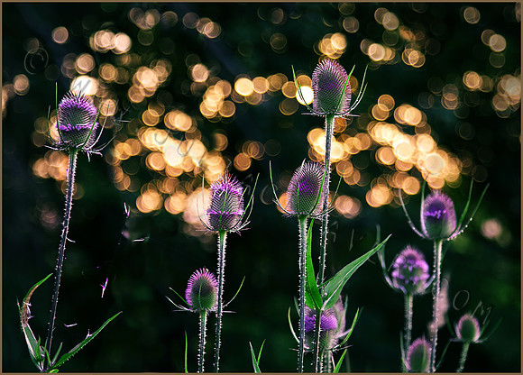 TEASELS IN THE EVENING SUN by Julia Cleaver