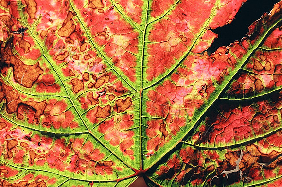 Vine Leaf Vibrant Red and Green 1