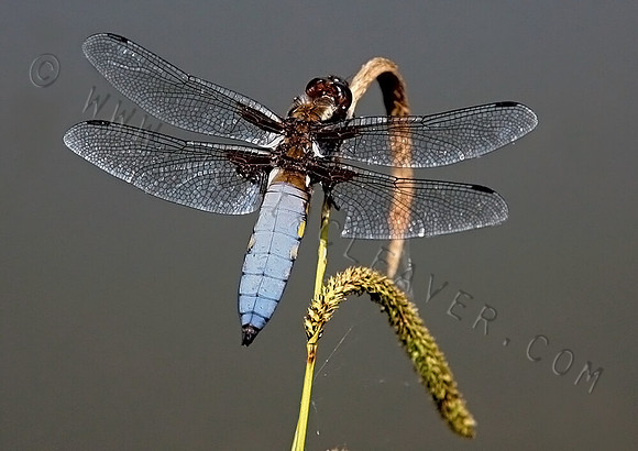 IMG_Julia_Cleaver_Dragonfly (Broad Bodied Chaser) 3