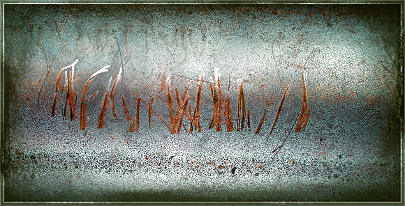 Toothmarks on Corrugated Iron 01