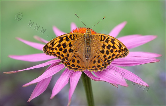 Silver Washed Fritillary (Argynnis Paphia) on Echinacea