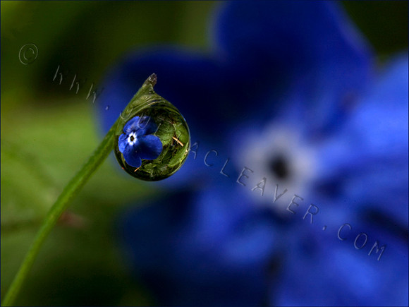 SPRINGTIME DEWDROP
